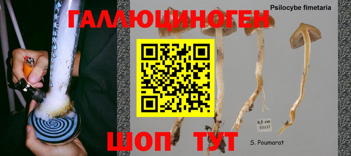 Новый Уренгой  Псилоцибиновые грибы прущие грибы  Псилоцибиновые грибы мицелий  Вход с VPN 